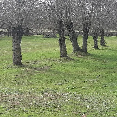 Finca Linares